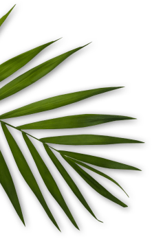 Shape
